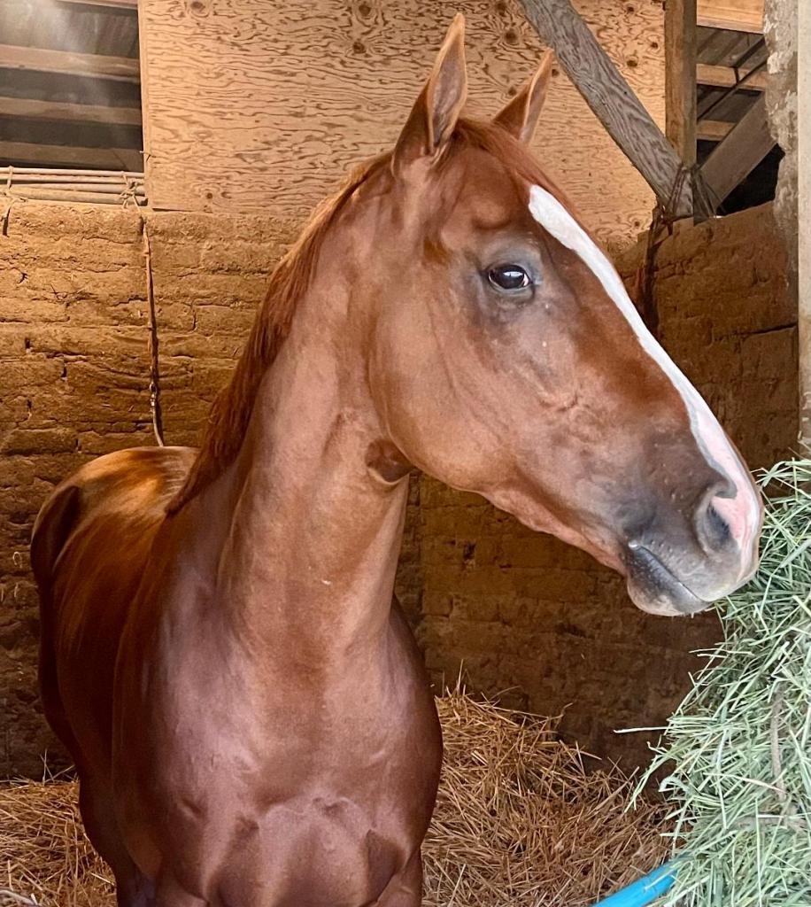 Dakota Gold (Courtesy of Gargan Racing/Carol Fisher)